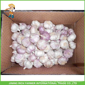 Híbrido Garlic Jinxiang China De Alta Qualidade E Bom Preço 5.5CM Mesh Bag Em Carton